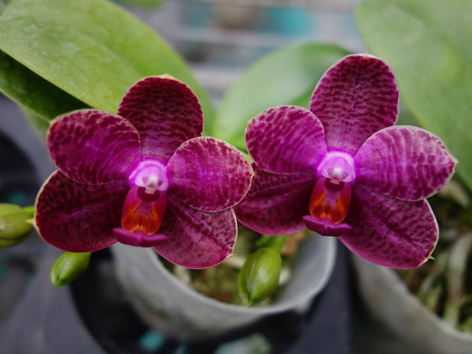 Phalaenopsis I-Hsin Spot Eagle (Big Plant)
