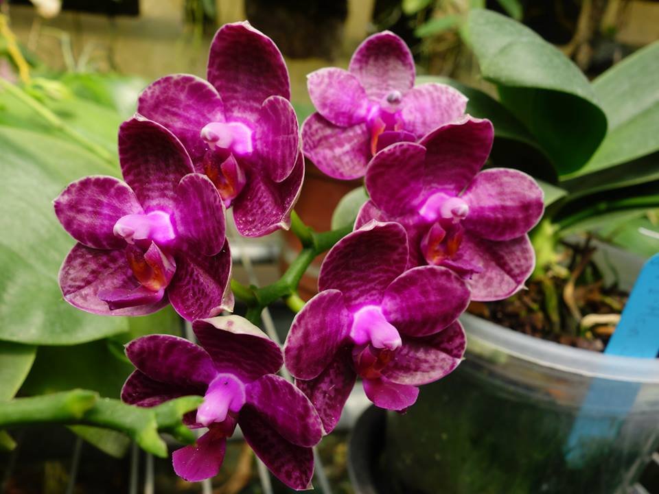 Phalaenopsis I-Hsin Spot Eagle