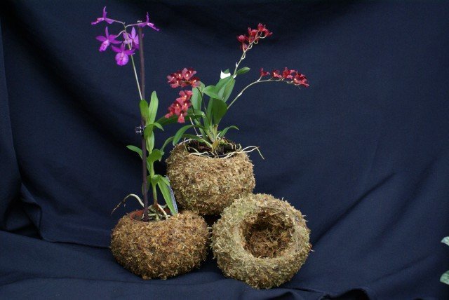 Moss ornamental pot / cultivation pot