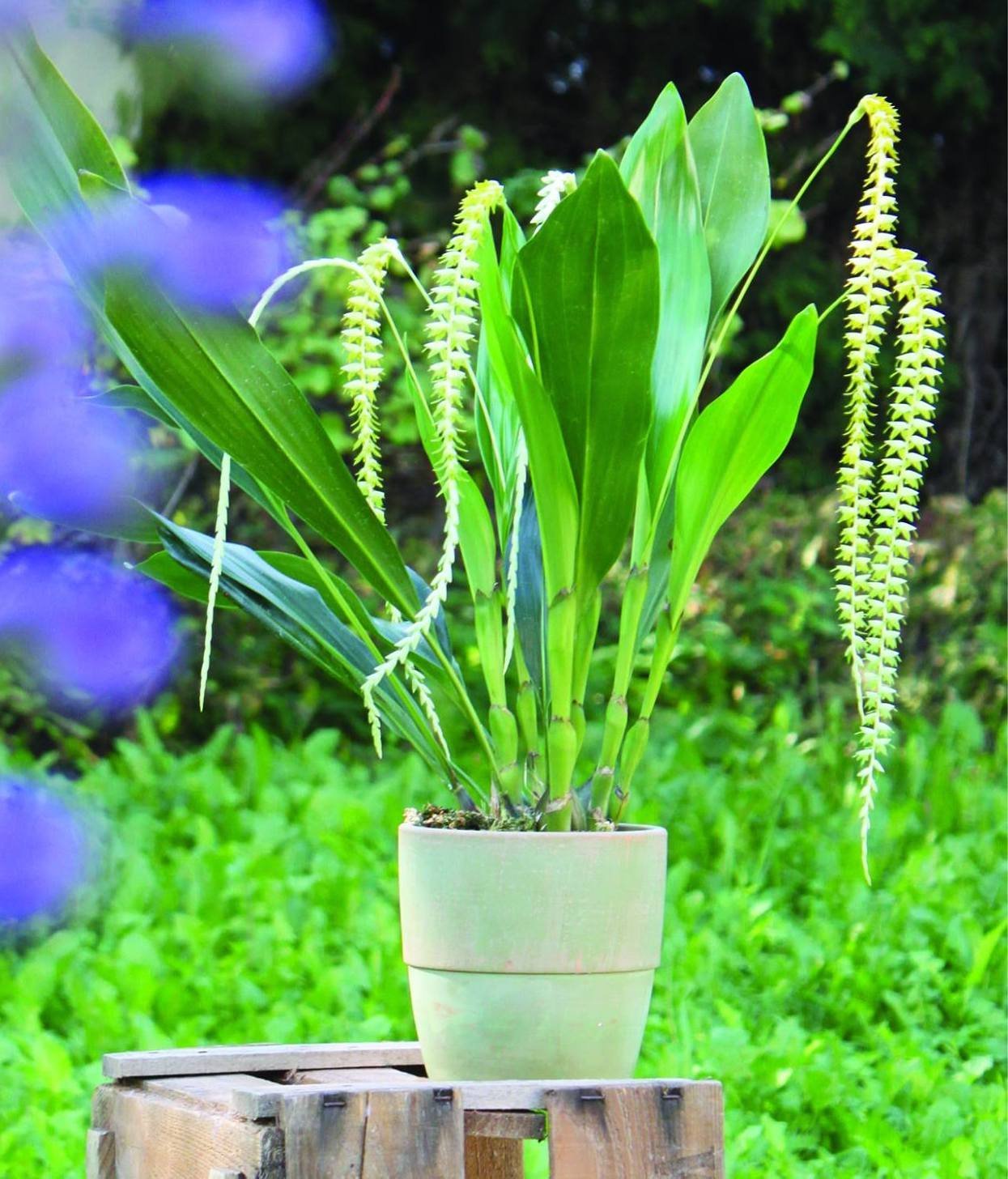 Dendrochilum magnum "Big"