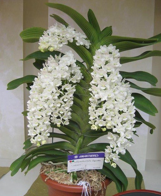 Rhynchostylis gigantea alba "Groß"