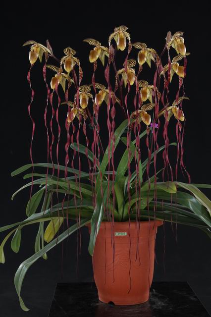 Paphiopedilum sanderianum "XXL Big"