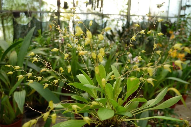 Pleurothallis picta