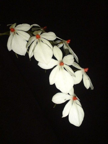 Aerangis rhodosticta