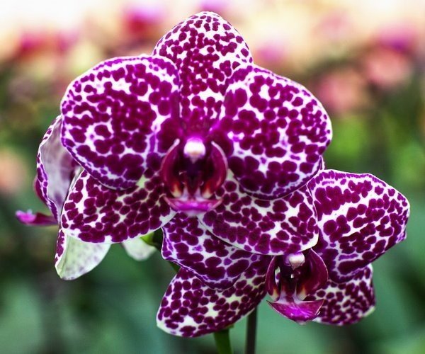Phalaenopsis Lioulin Wild Cat