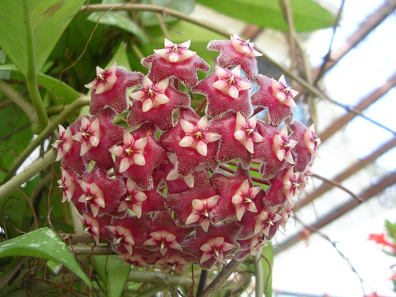 Hoya pubicalyx Pink/Silver Splash