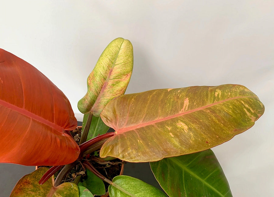 Philodendron Prince Of Orange Variegata