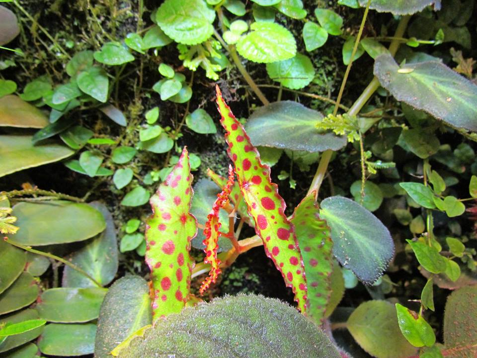 Begonia amphioxus
