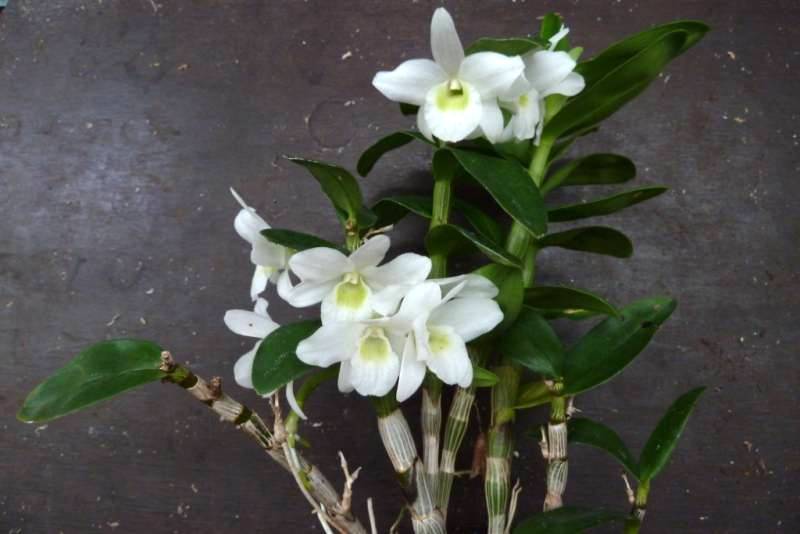 Dendrobium Hybride "Pocket Lover" (kompakter Typ)