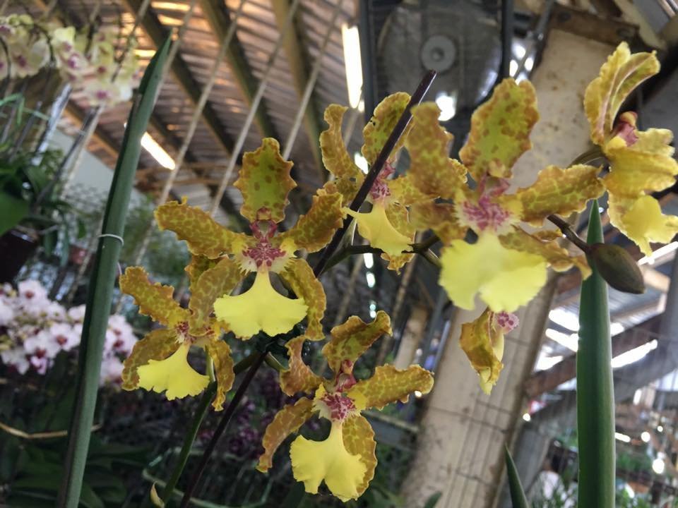 Oncidium Lillian Oka "Big Plant"