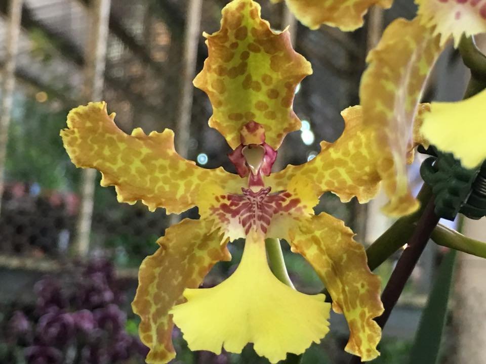 Oncidium Lillian Oka "Big Plant"