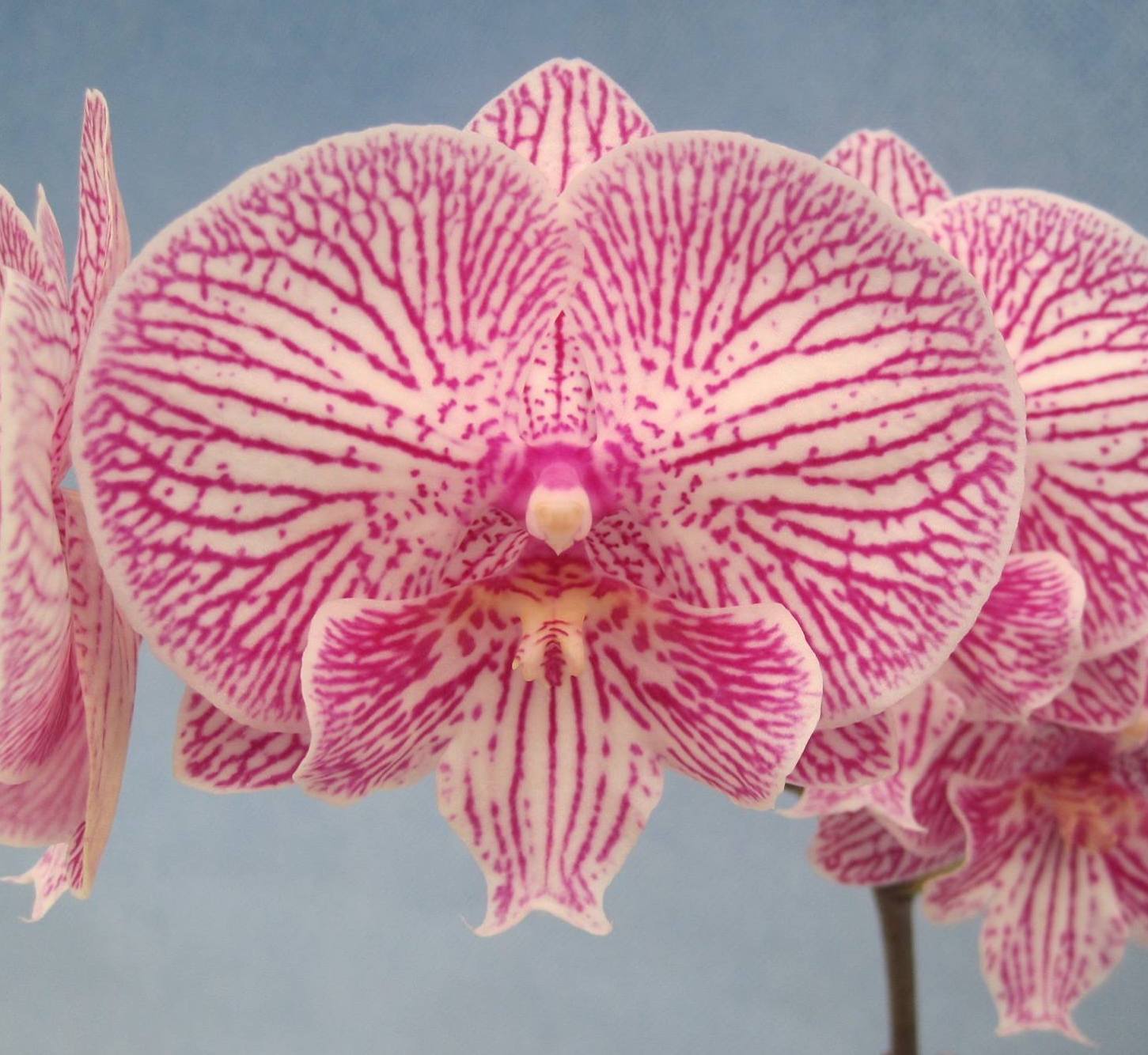 Phalaenopsis GC Reyoung Pearl