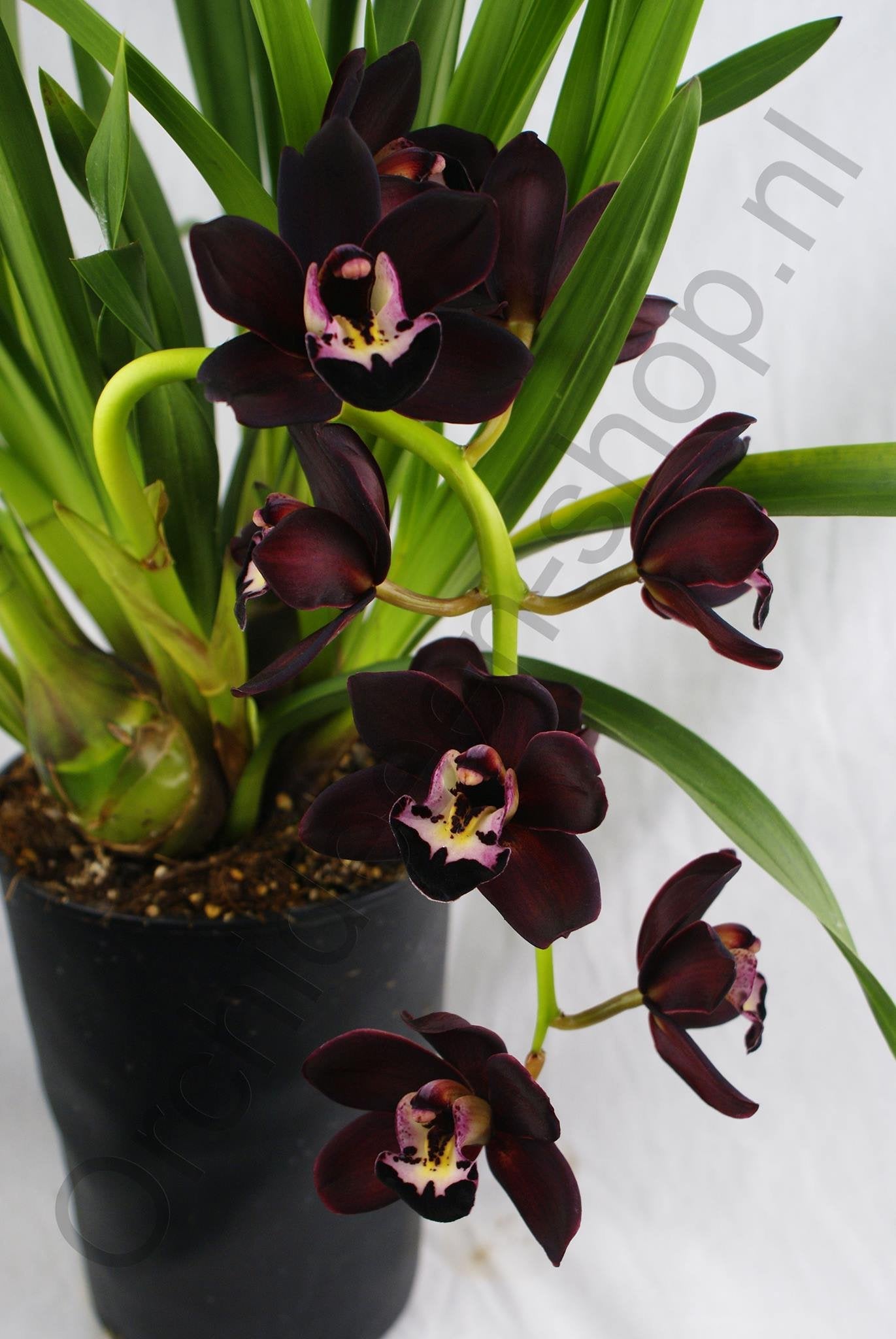 Cymbidium Kiwi Midnight "Geyserland" "Big"