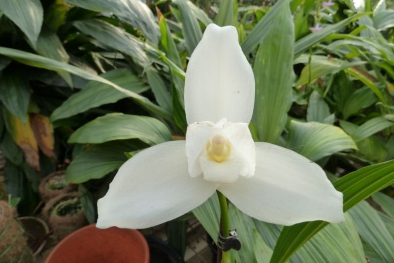 Lycaste skinneri var. alba