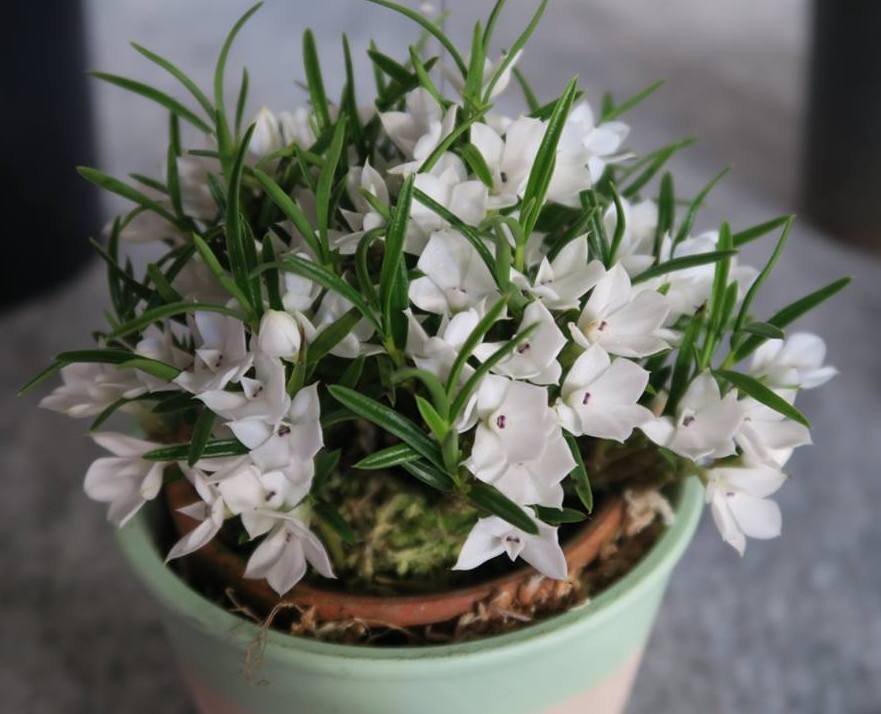 Dendrobium subuliferum