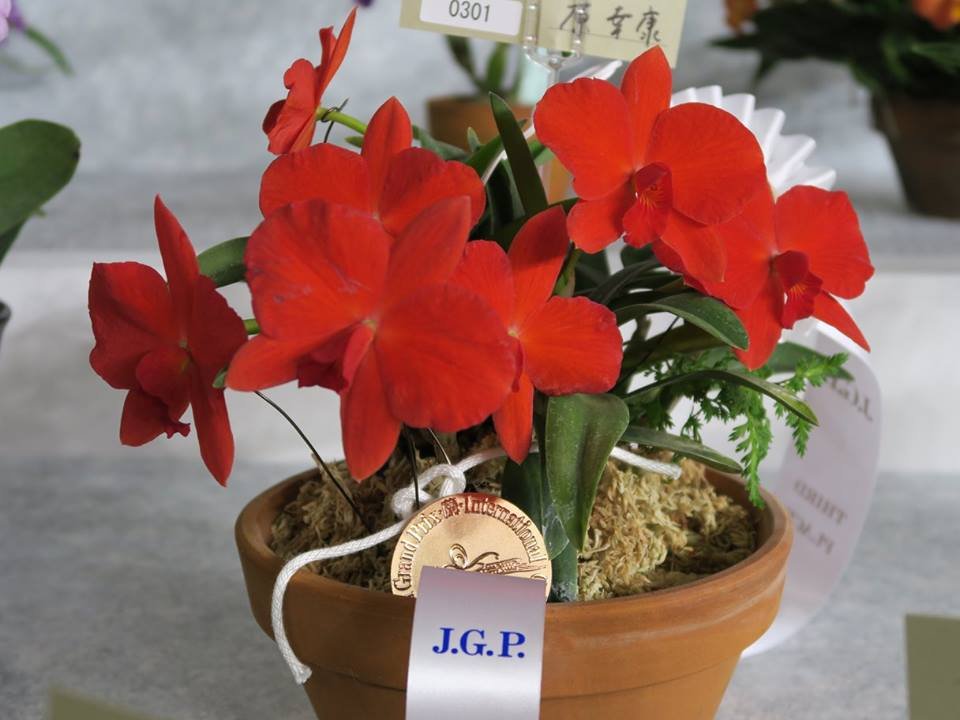 Sophronitis coccinea "4N Japan" Groß