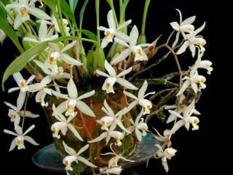 Coelogyne flaccida "Big"