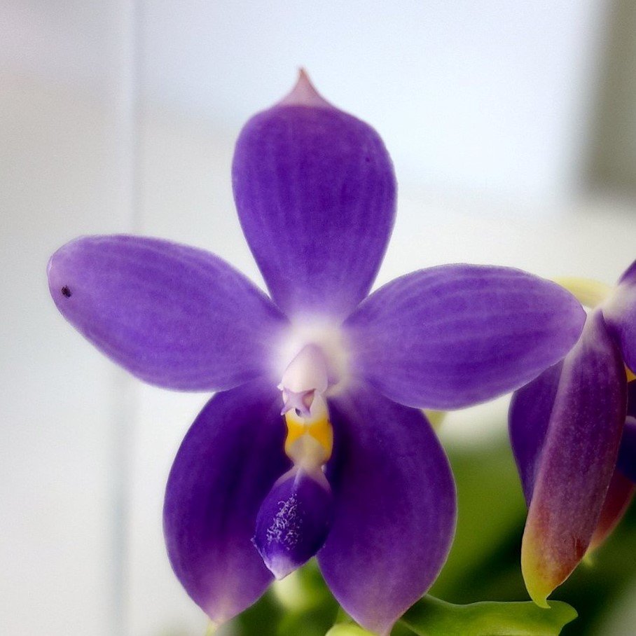 Phalaenopsis Purple Martin x Phalaenopsis violacea