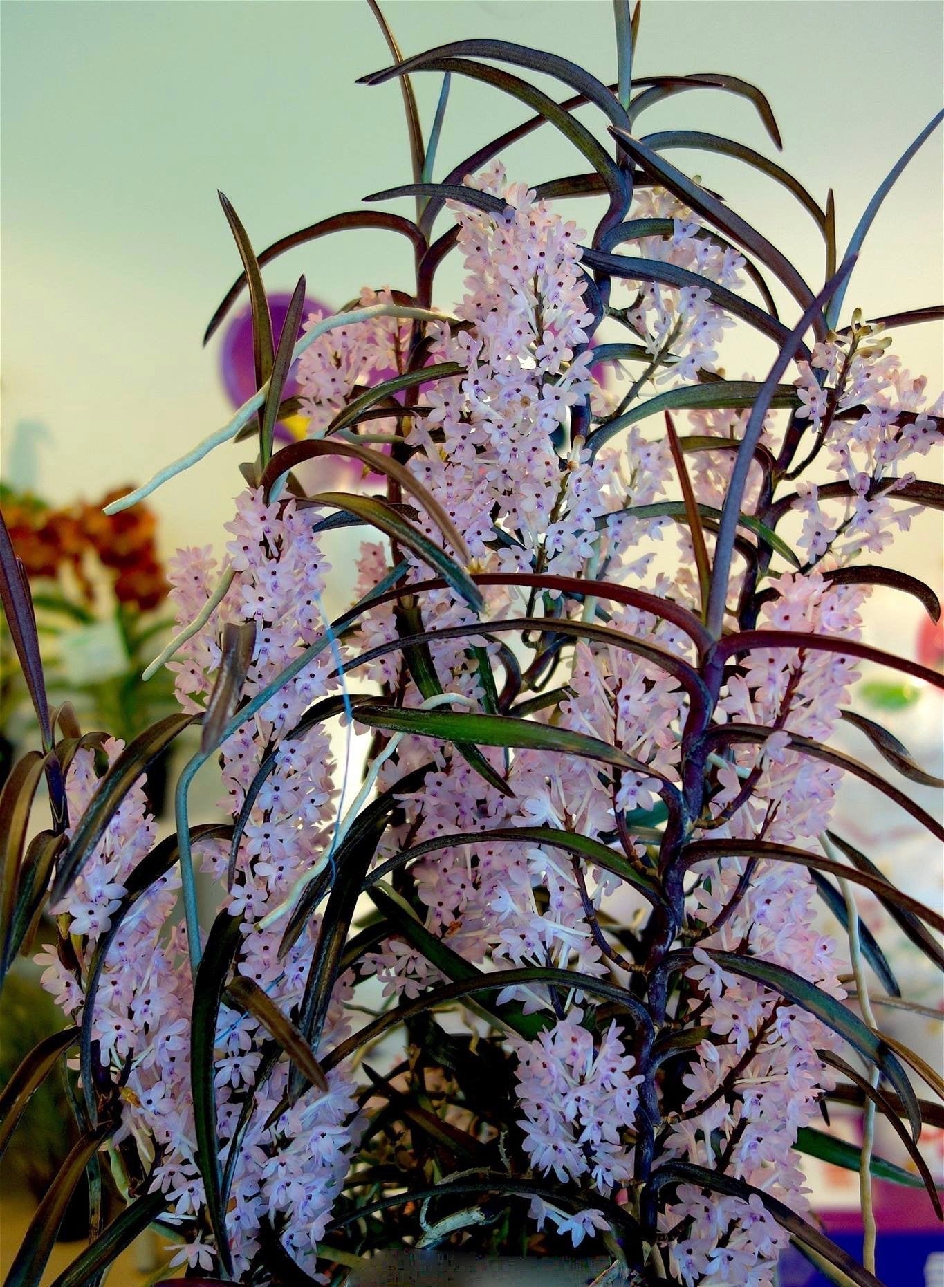 Ascocentrum christensonianum "XXL Big Plant"