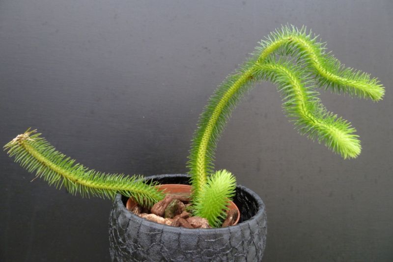 Lycopodium squarrosum