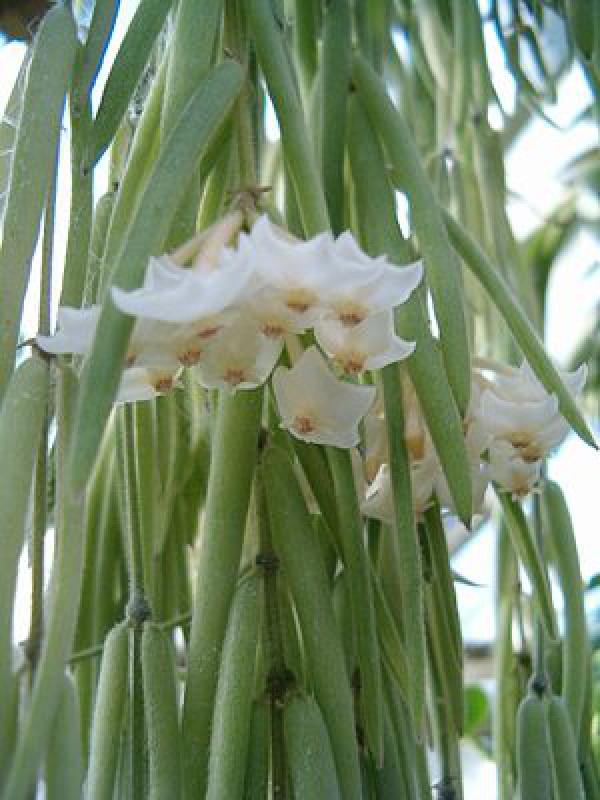 Hoya linearis "XXL Big" (90/100 cm Long)