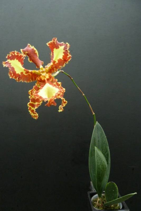 Psychopsis Mariposa Three Lip