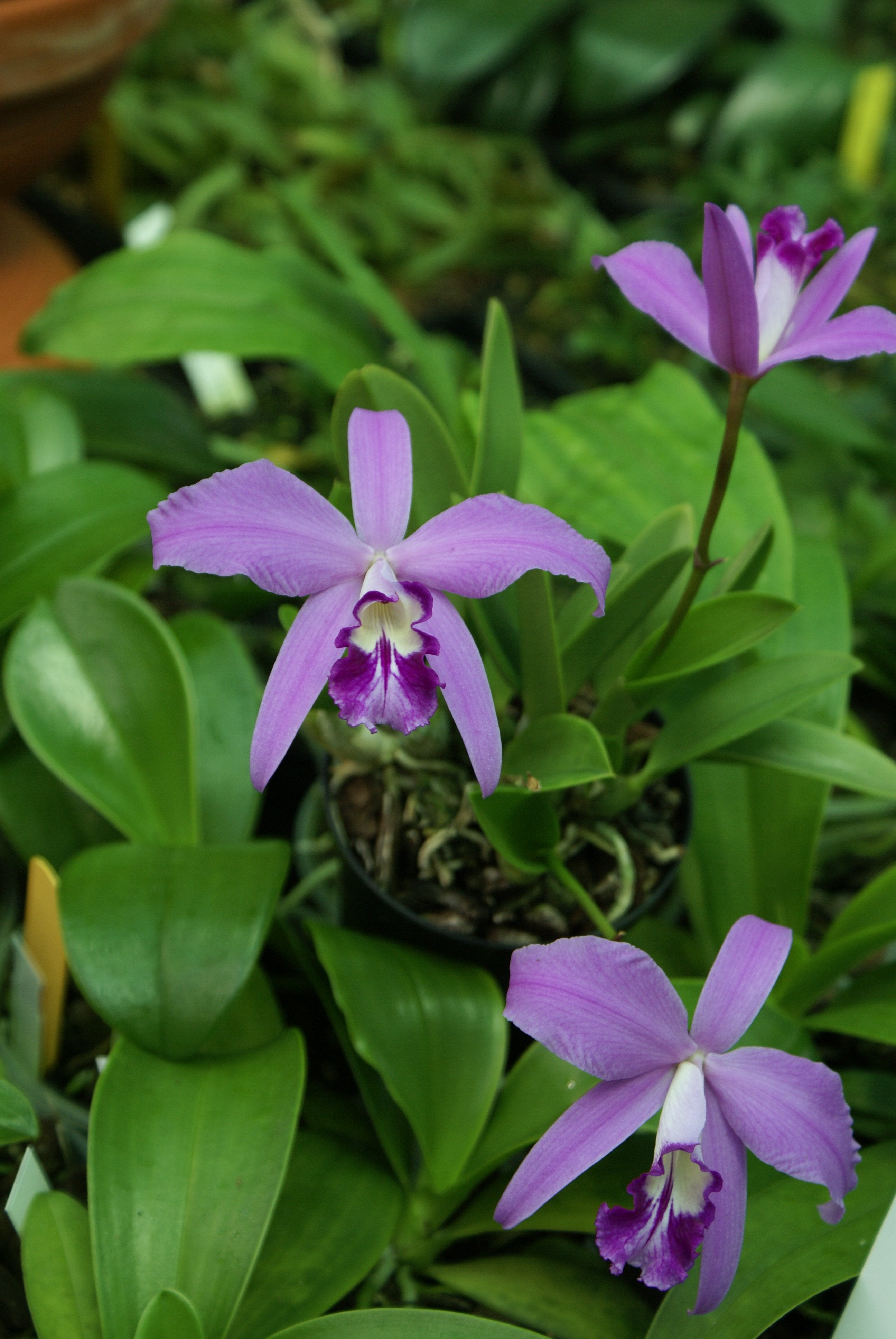 Laelia sincorana ‘specially select in Brasielle’