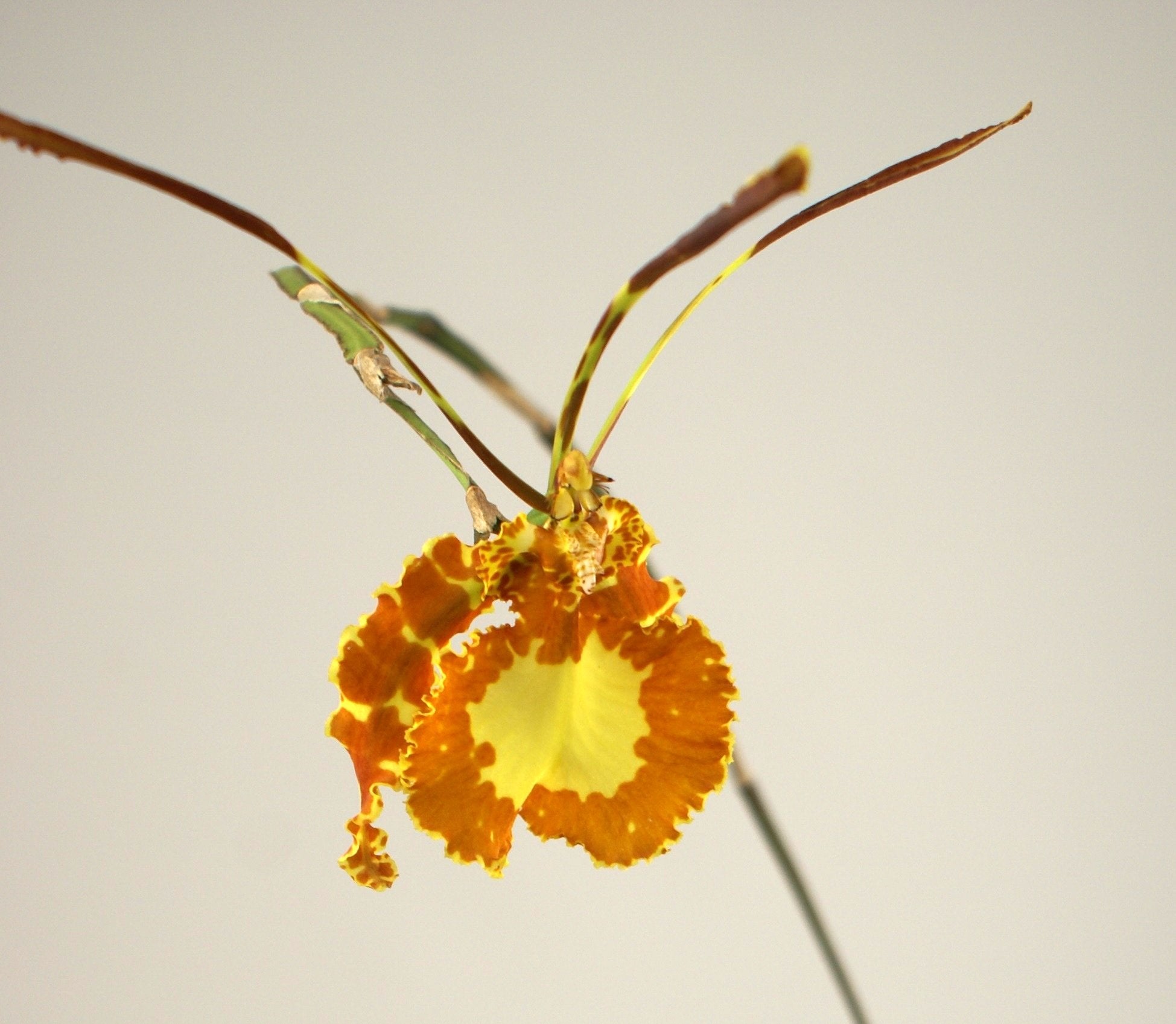 Psychopsis Butterfly