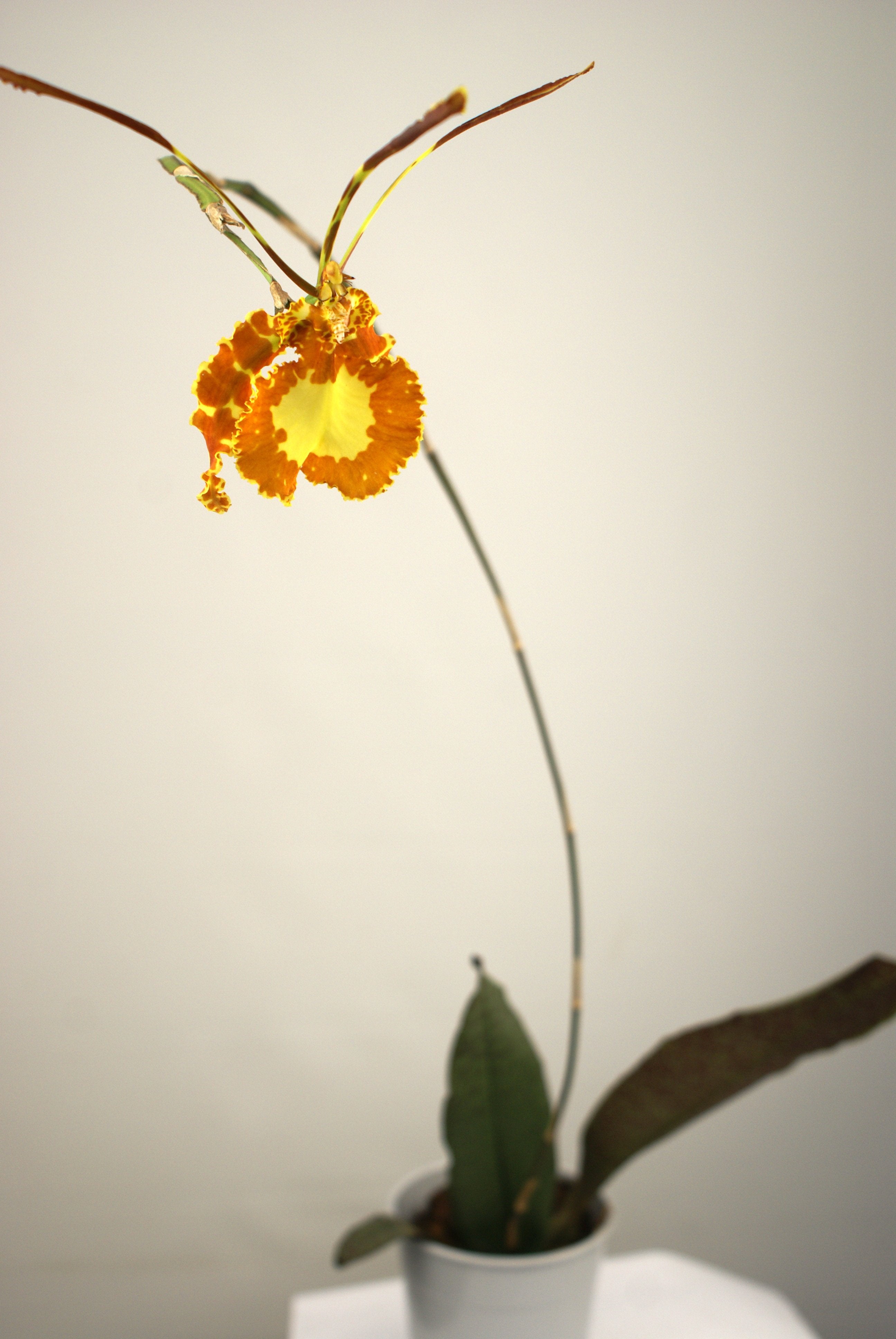 Psychopsis Butterfly