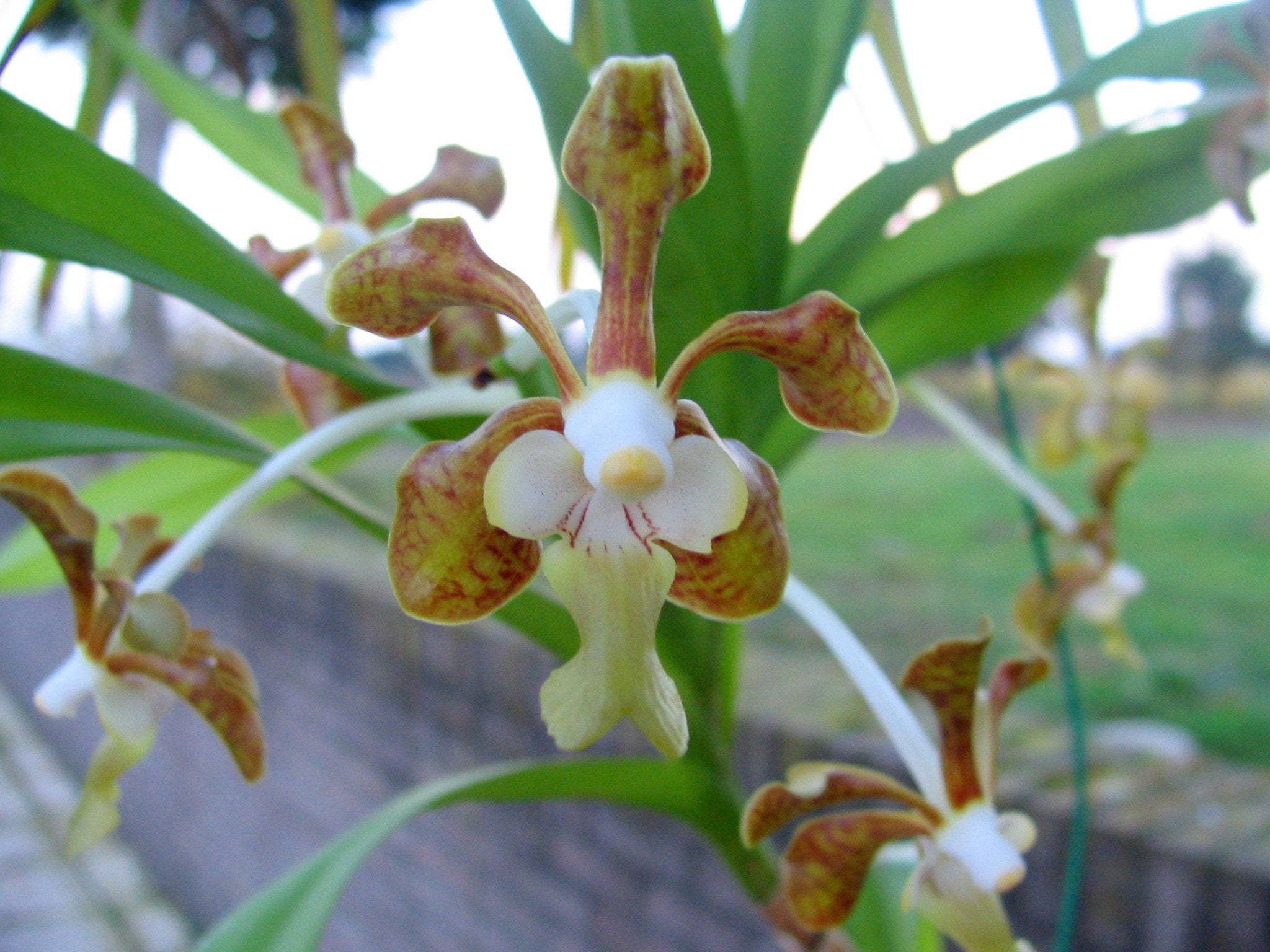 Vanda denisoniana