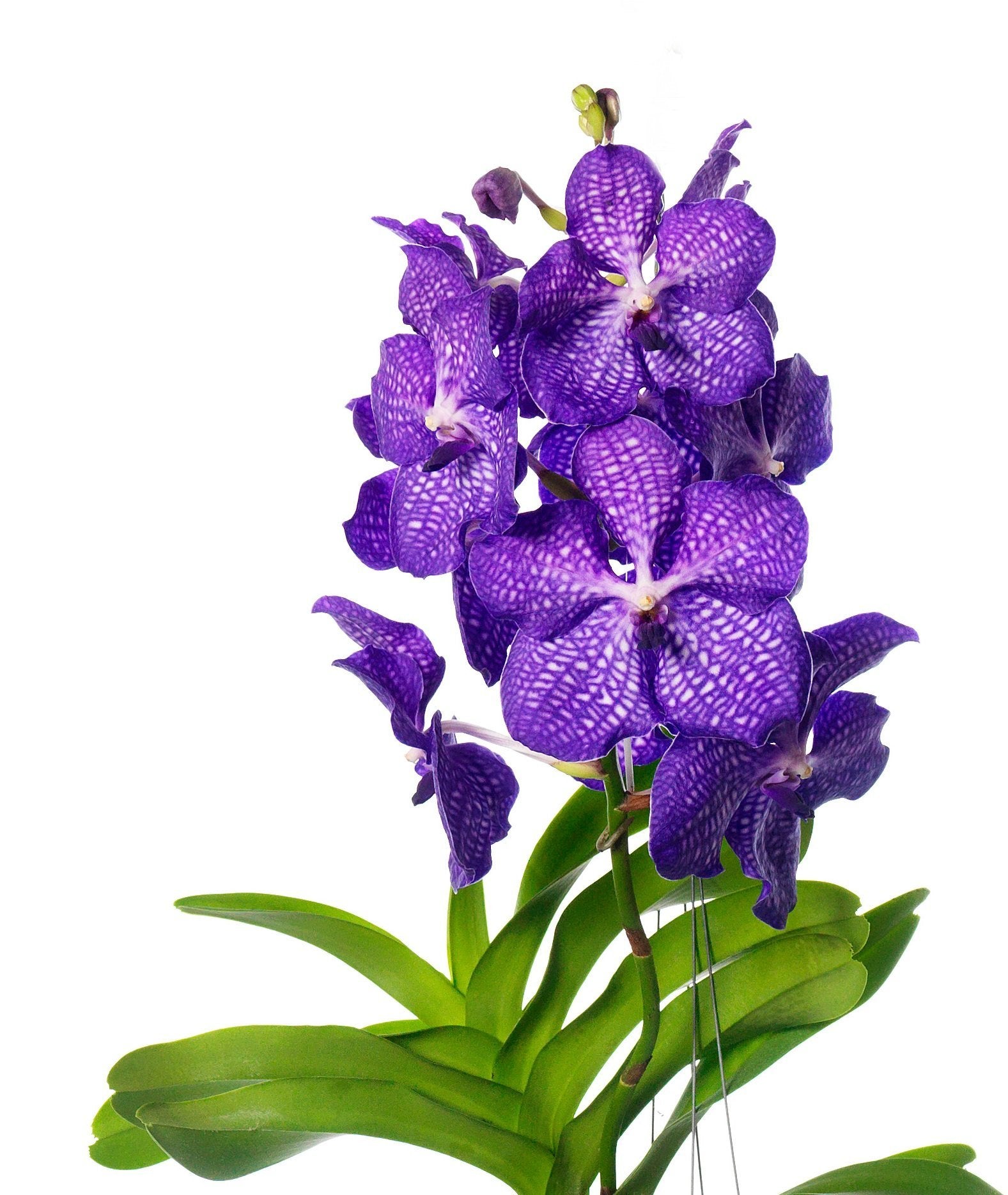 Vanda Blue Magic