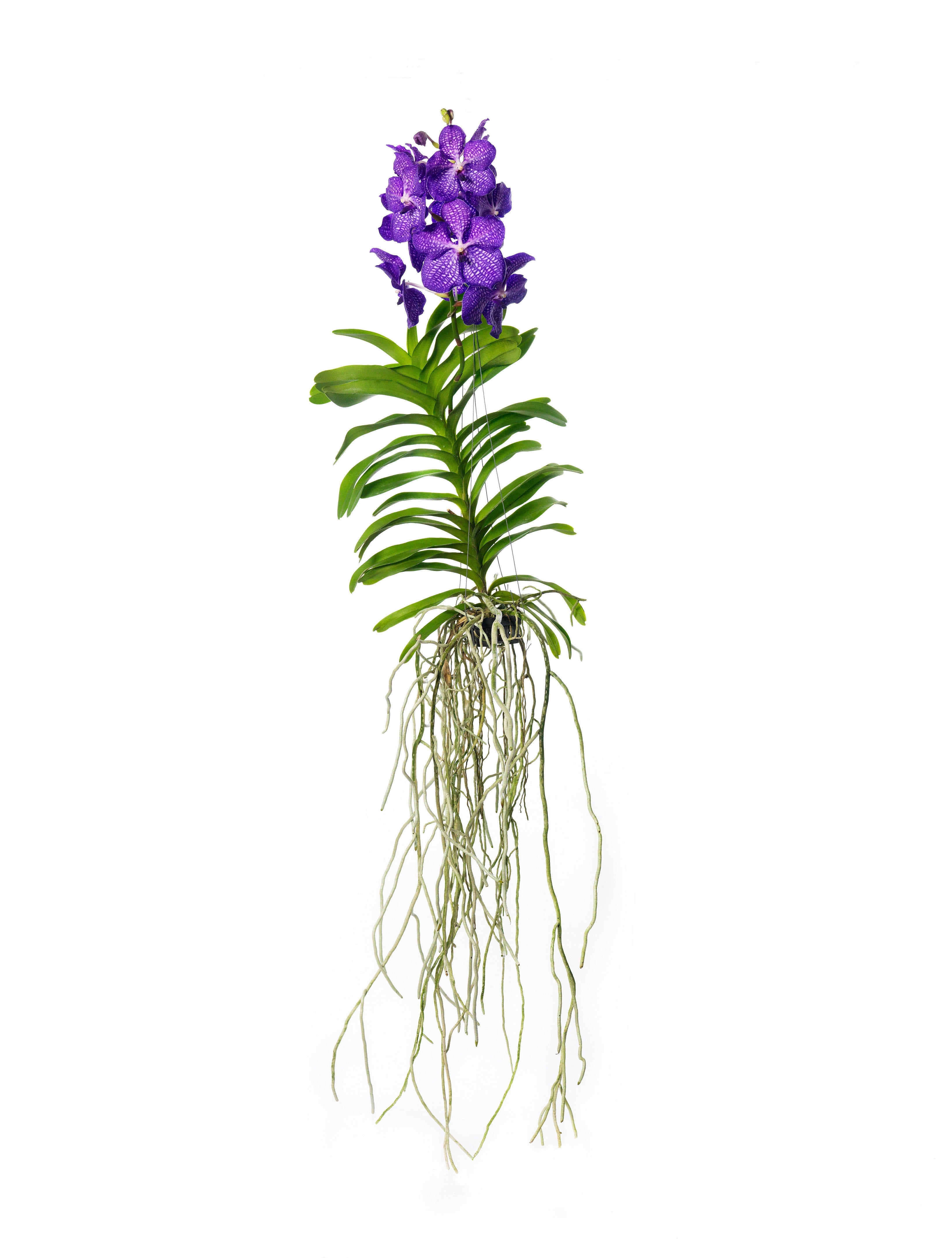 Vanda Blue Magic