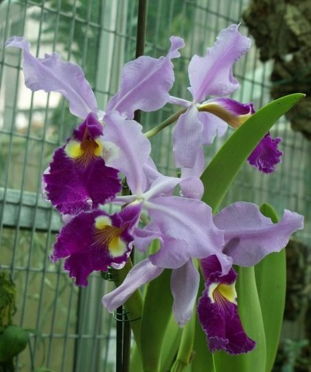 Cattleya warscewiczii  (Small size)