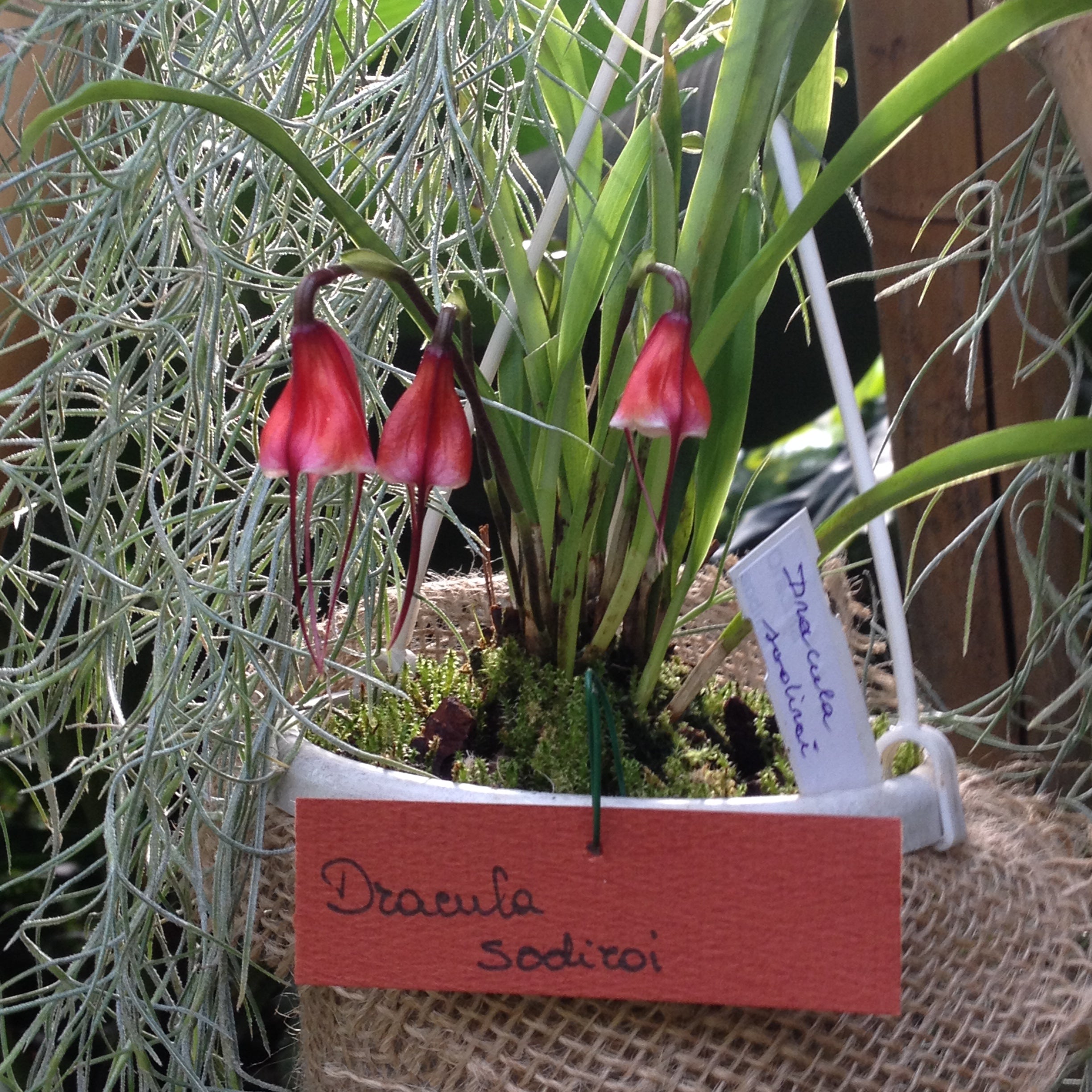 Dracula sodiroi (aaporchidee)