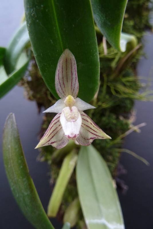 Bulbophyllum ambrosia
