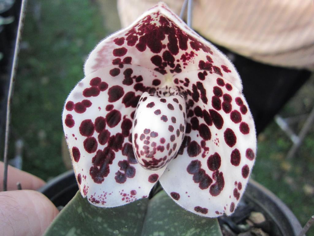 Paphiopedilum bellatulum 'Big Club/Plant'