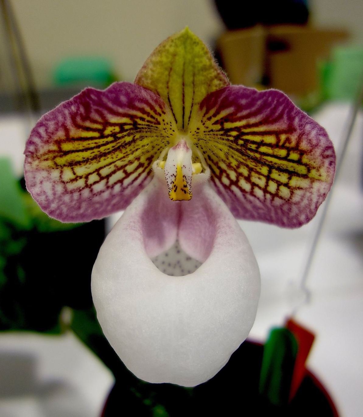 Paphiopedilum micranthum var. eburneum