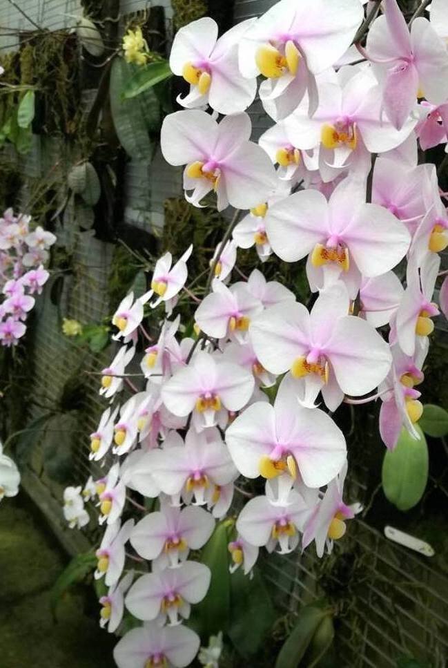 Phalaenopsis schilleriana x Phal. philippinensis