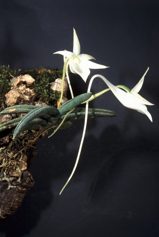 Angraecum aloifolium