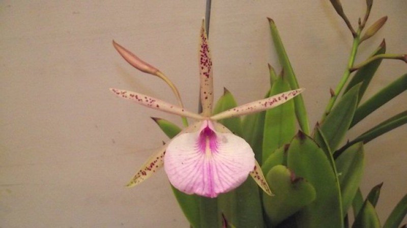 Blc. Hippodamia