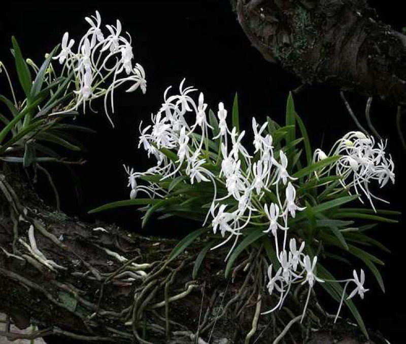 Neofinetia falcata "Clumb" (Big XL)