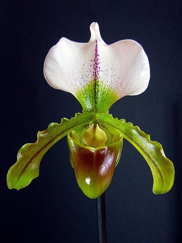 Paphiopedilum Leeanum