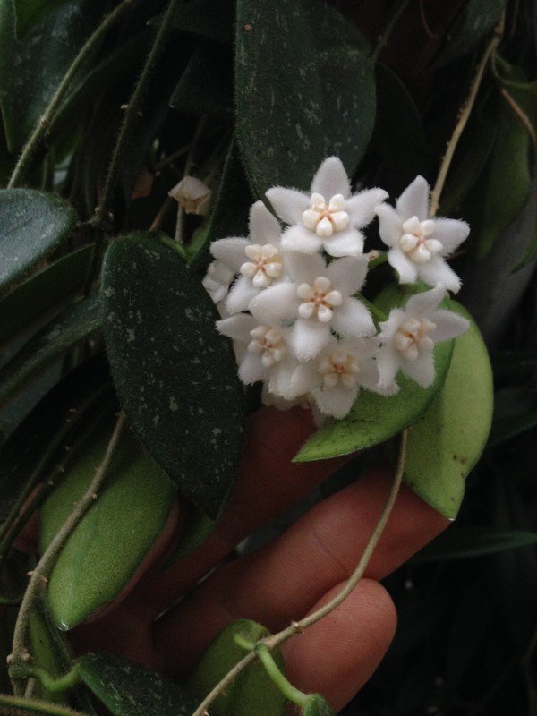 Hoya thomsonii (3-5 Leaves)