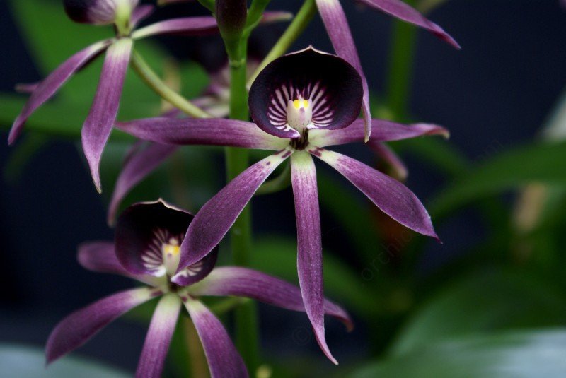 Encyclia lancifolia x Epicattleya Miva Etoile (Big Plant)