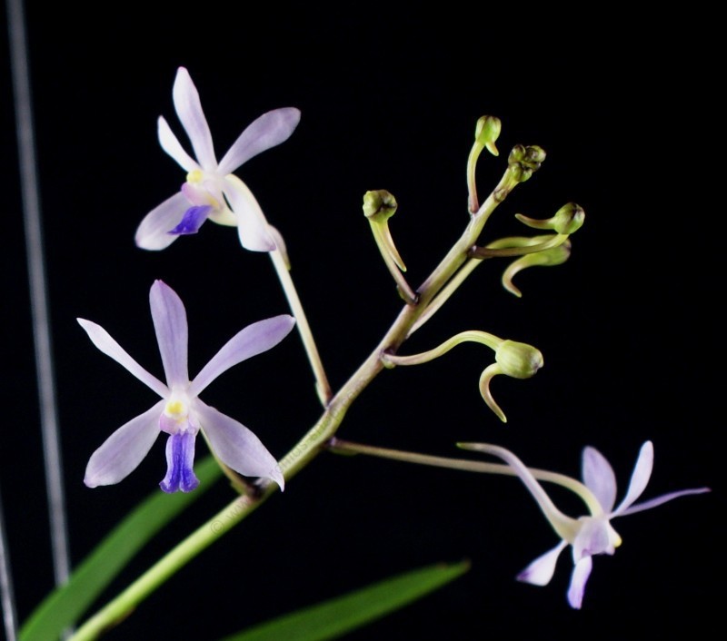Neofinetia falcata x Vanda coerulescens "Big XXL"