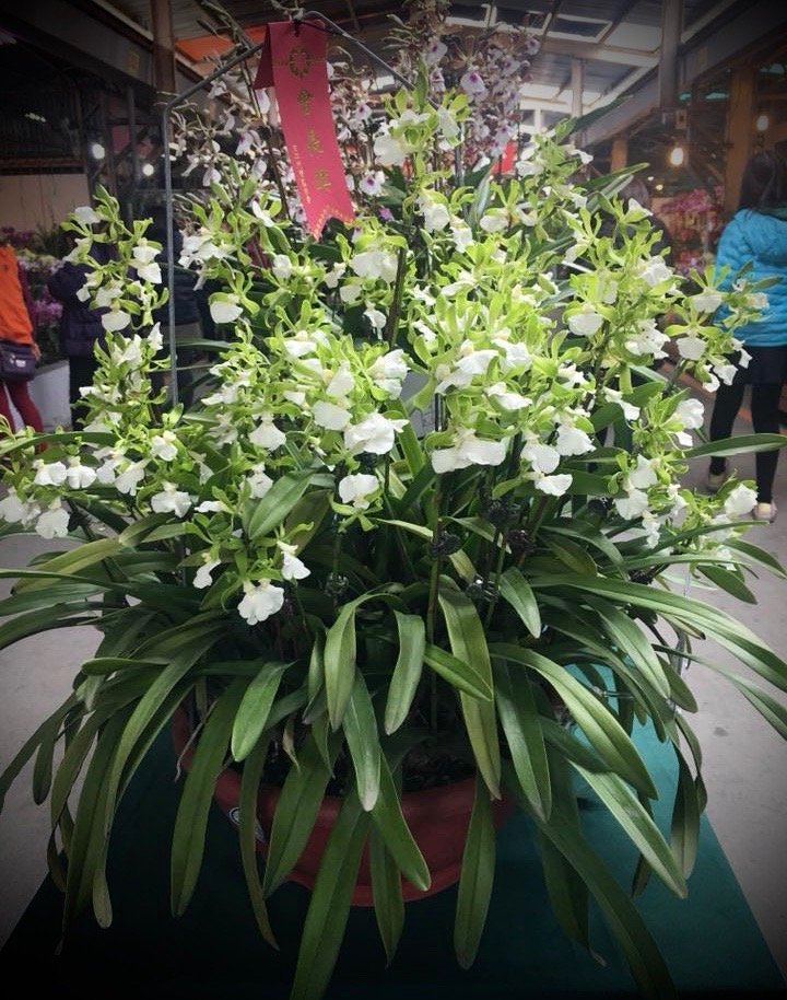 Encyclia cordigera alba