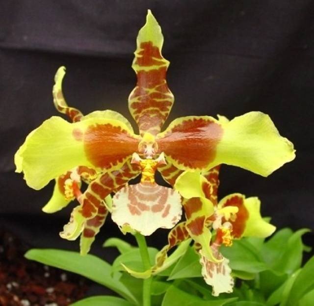 Odontoglossum Rawdon Jester "XXL Groß"