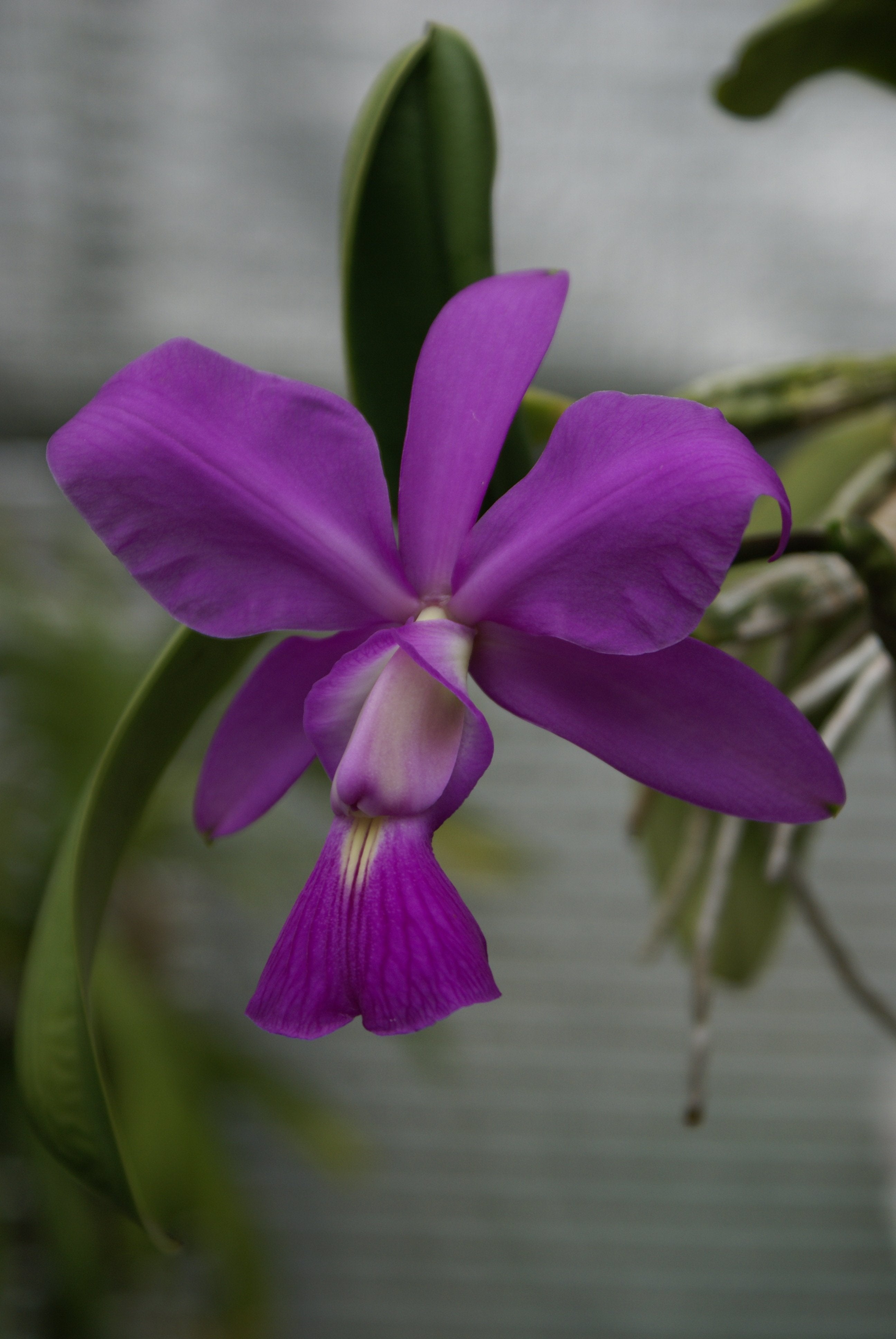 Cattleya walkeriana "Big"