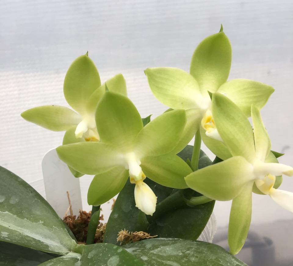 Phalaenopsis tetraspis "Green"