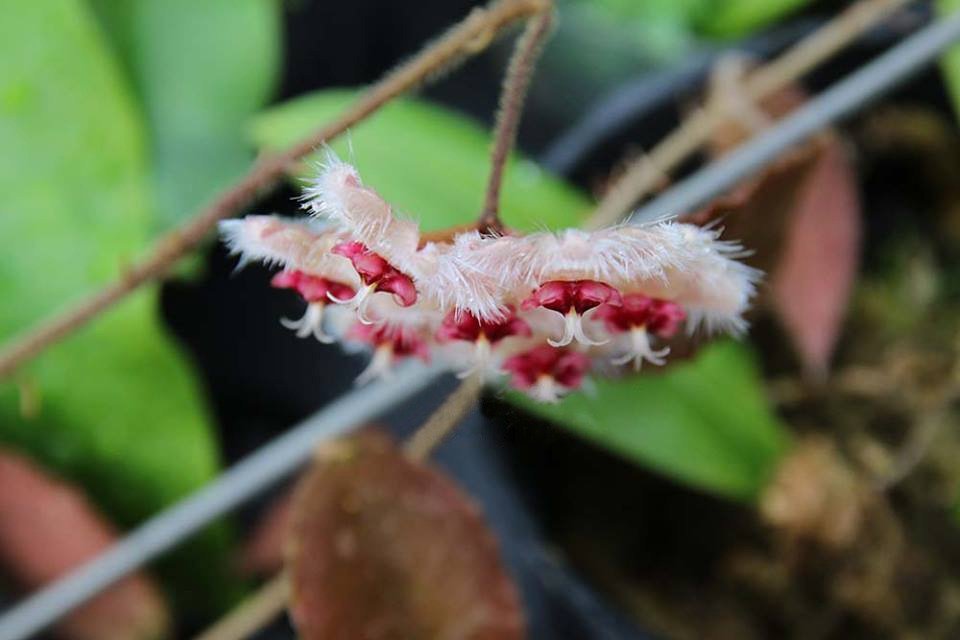 Hoya caudata "Silver Stains"